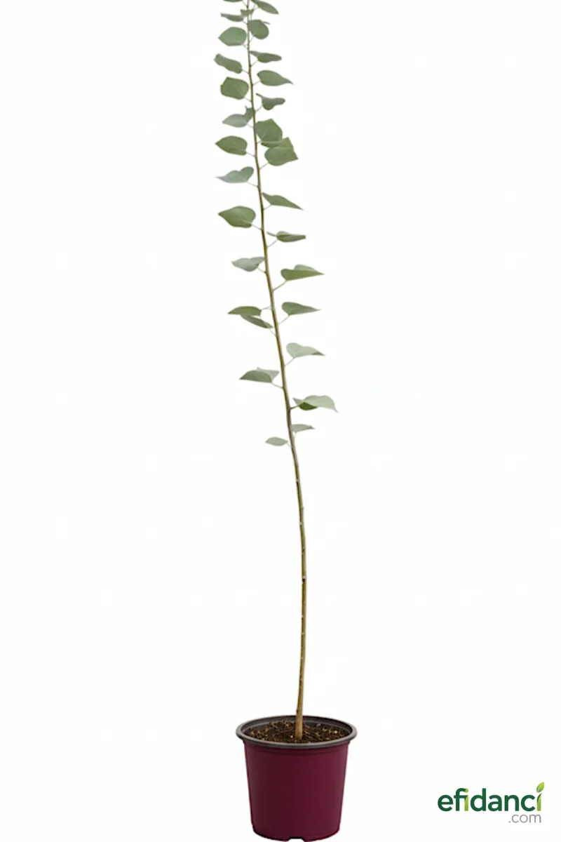 Ihlamur Ağacı ( Tilia Tomentosa )