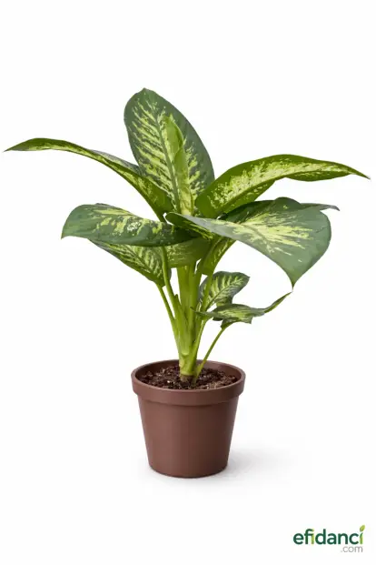 Difenbahya (Dieffenbachia) 80-100 cm