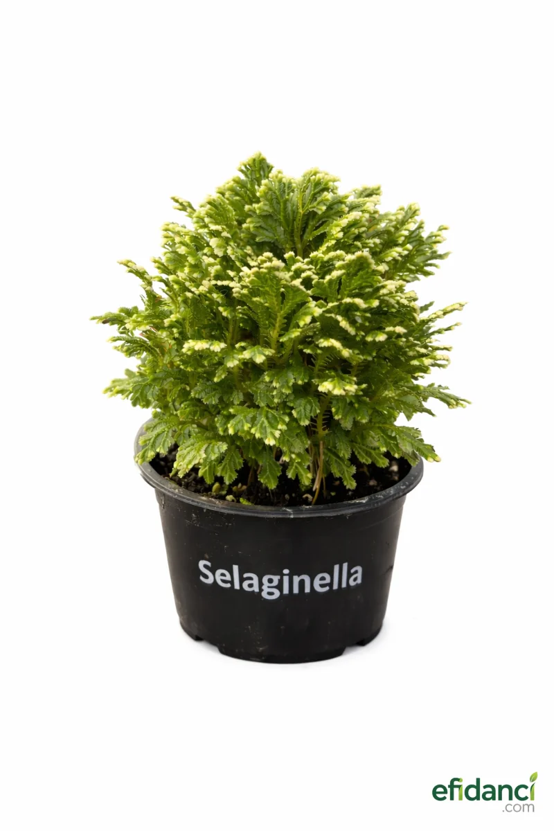 Süs Yosunu ( Selaginella )