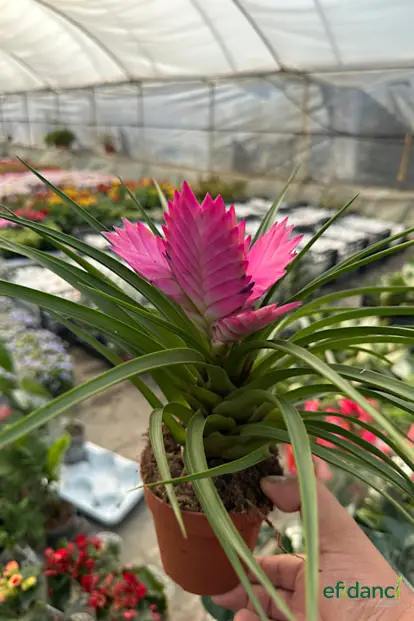 Hava Bitkisi ( Tillandsia )