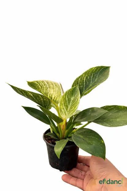 Philodendron Birkin - ithal