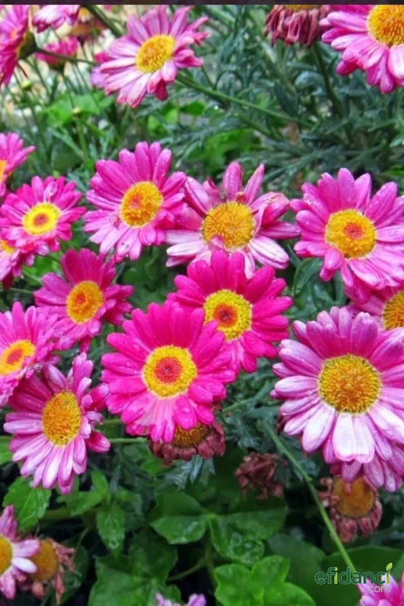Çeşme Papatyası ( argyranthemum frutescens )