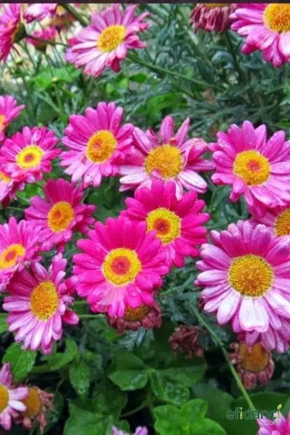Çeşme Papatyası ( argyranthemum frutescens )