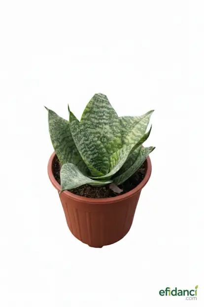 Bodur Paşa Kılıcı ( Sansevieria Hahnii )