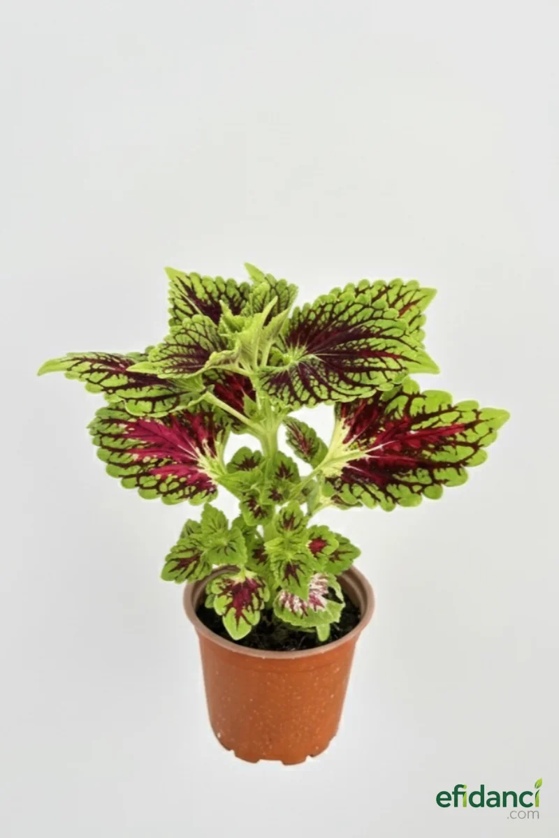 Yaprak Güzeli / Kolyos