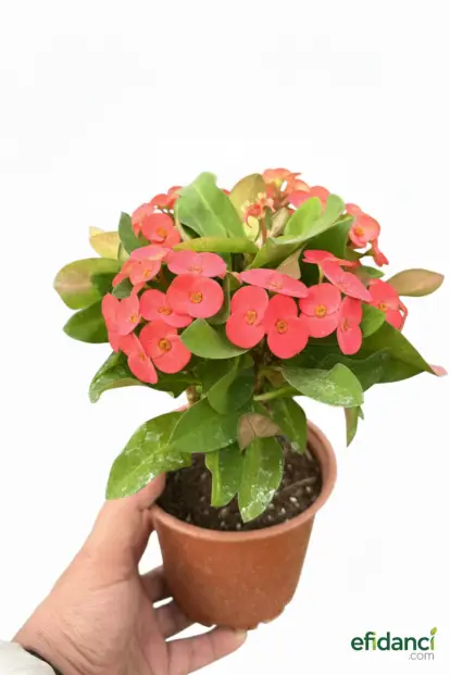 Dikenler Tacı - Dikenli Taç ( Euphorbia Milii )