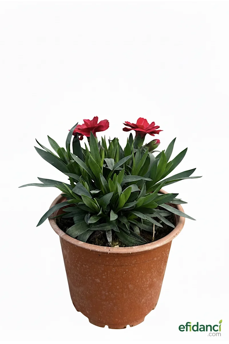 Kokulu Bodur Karanfil (Dianthus Caryophyllus)