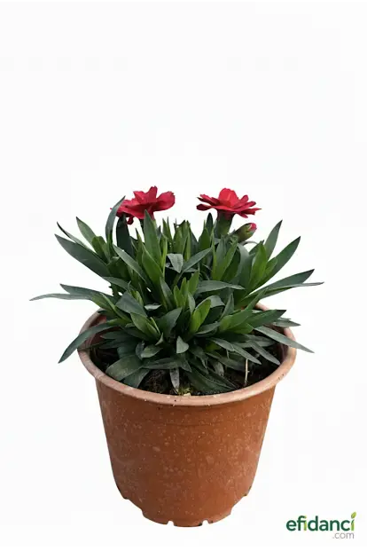 Kokulu Bodur Karanfil (Dianthus Caryophyllus)