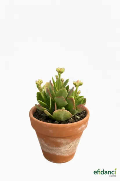 Kalanşo ( Kalanchoe )