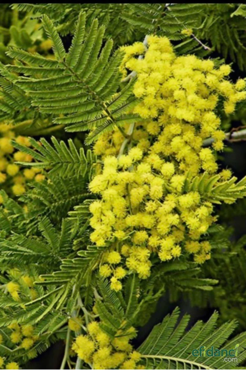 Mimoza Ağacı - Gümüşi Akasya ( Acacia dealbata )