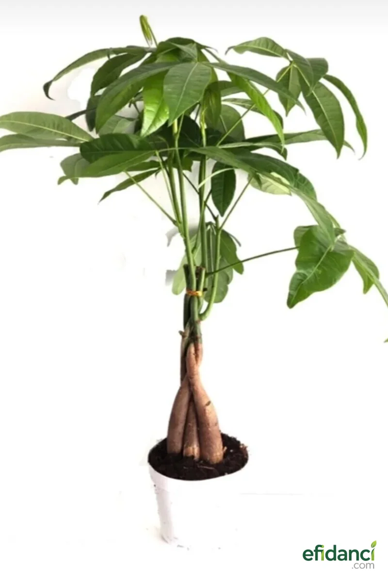 Örgülü Para Ağacı ( Pachira Aquatica)