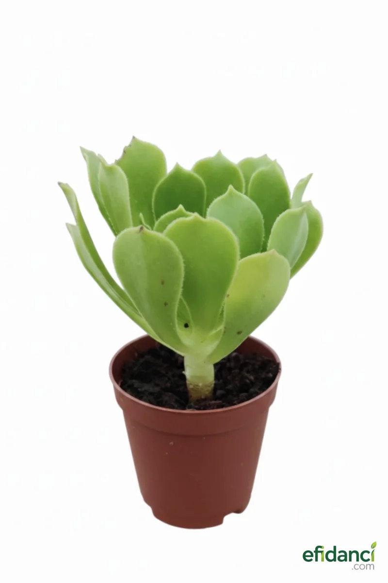 Aeonium Arboreum Sukulent