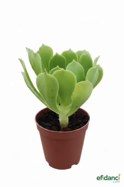 Aeonium Arboreum Sukulent