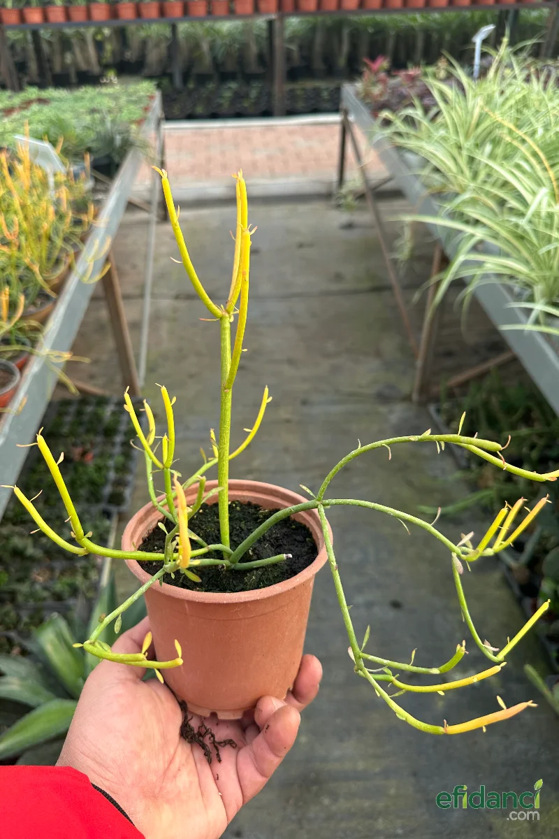 Euphorbia Tirucalli Kalem Kaktüs Özel Tür Nadide Kaktus Tekli Kaktüs