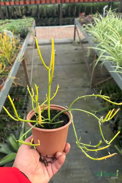 Euphorbia Tirucalli Kalem Kaktüs Özel Tür Nadide Kaktus Tekli Kaktüs