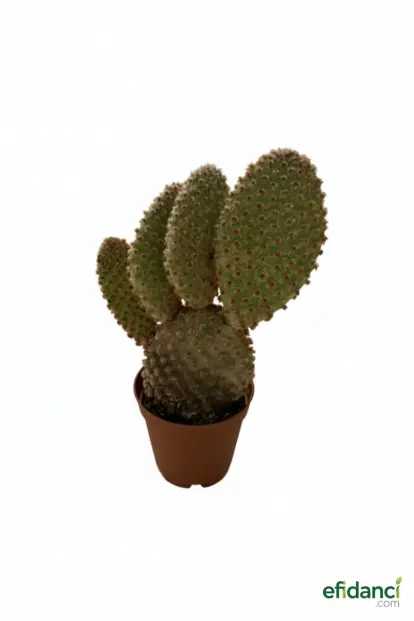 Diken İnciri ( opuntia microdasys )