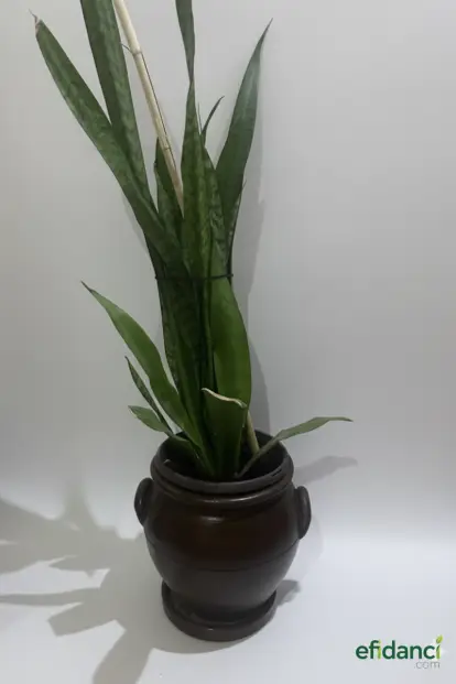 Kılıç Çiçeği Paşa Kılıcı 40-60 Cm Peygamber Kılıcı