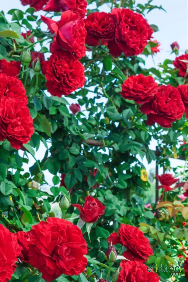 Yediveren Kırmızı Katmerli Sarmaşık Gül Fidanı