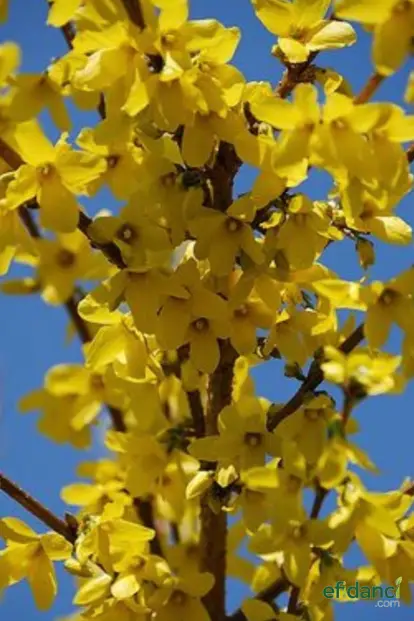 Altınçanak ( Forsythia X intermedia )