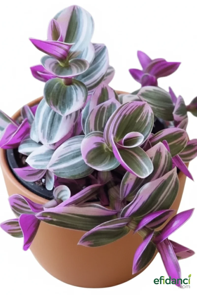 Telgraf Çiçeği ( Tradescantia )