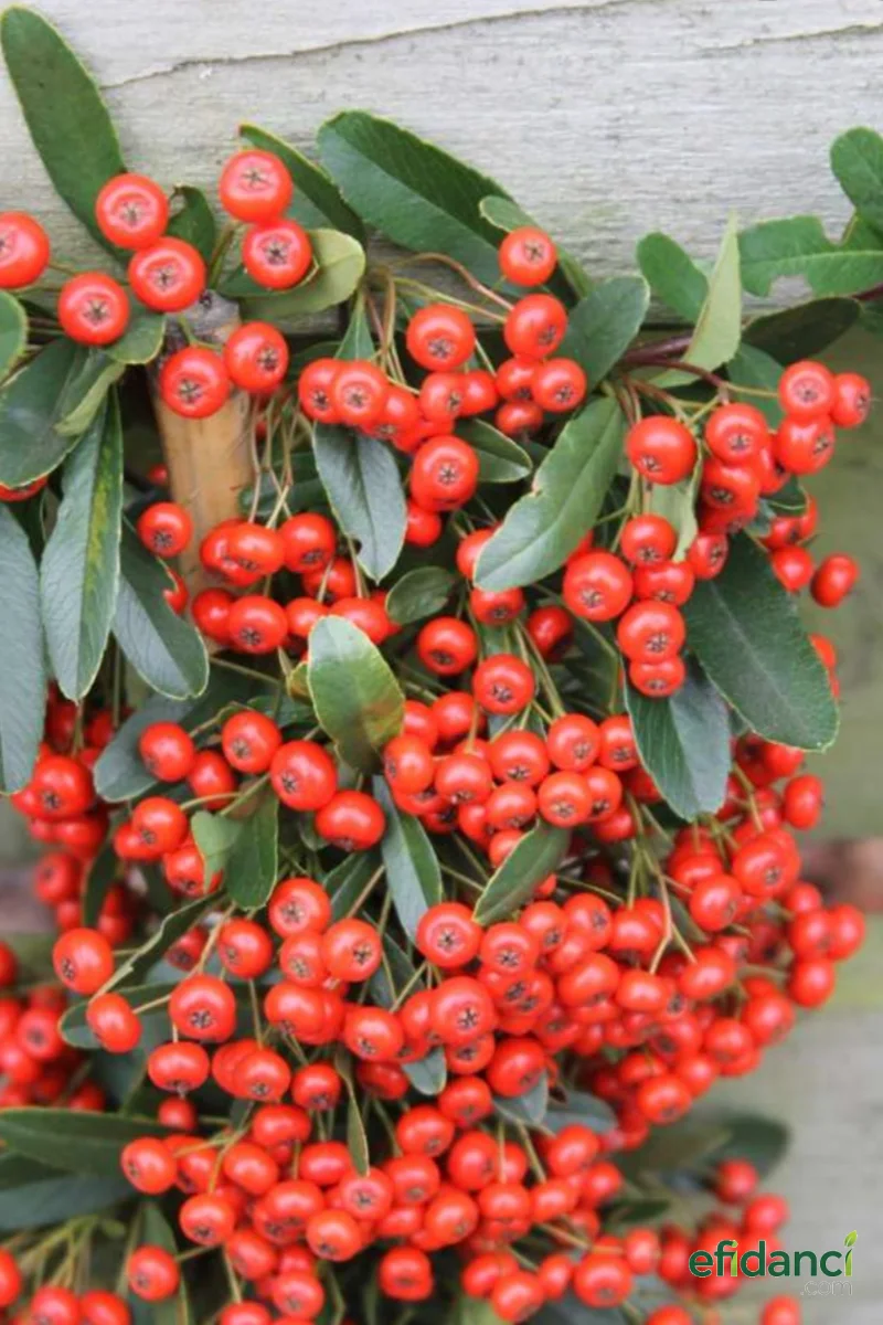 Ateş Dikeni ( Pyracantha Coccinea ) 40-60 cm
