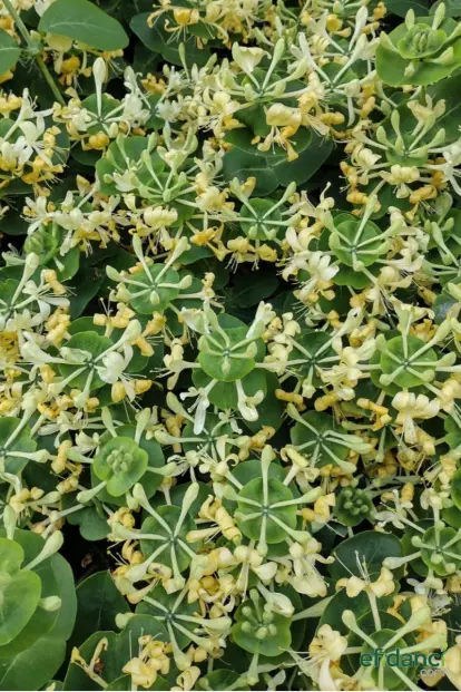 Hanımeli Sarmaşığı ( Lonicera ) 60-80 cm