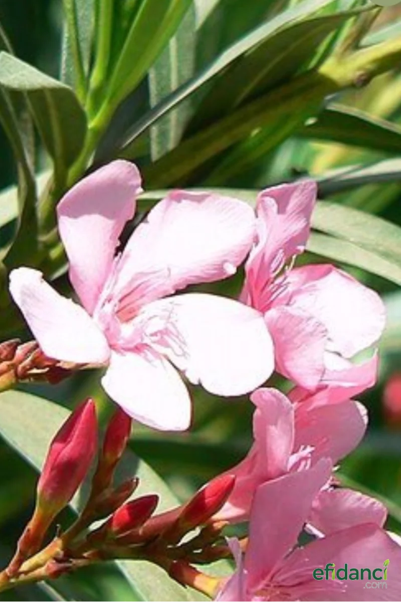 Zakkum Fidanı ( Nerium Oleander ) 40-60 cm