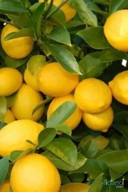 Yediveren Limon Ağacı Fidanı - 3 Yaş / 100-150 cm