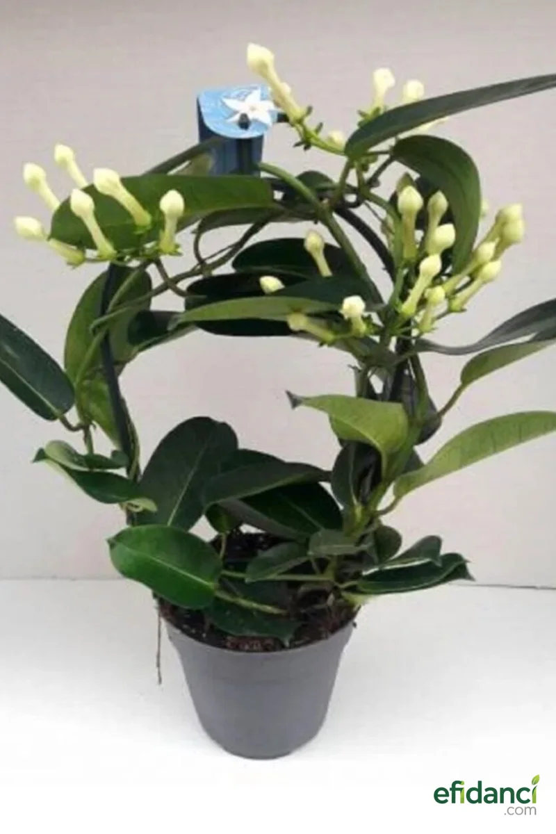 Madagaskar Yasemini - İthal