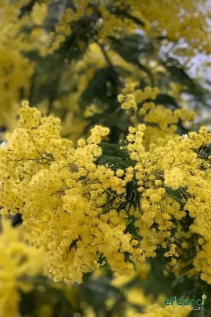 Sarı Mimoza Ağacı Tohumu ( 5 adet tohum )