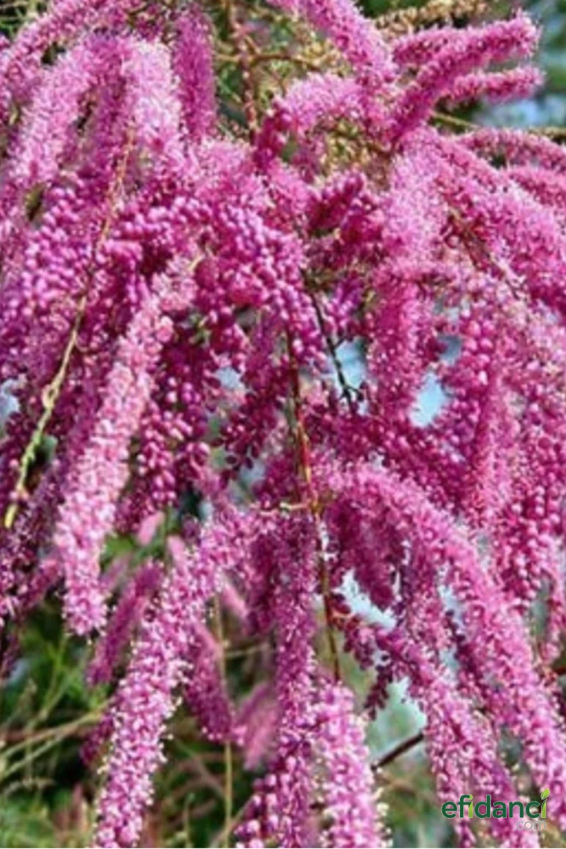Pembe Çiçeği Ilgın Ağacı Fidanı ( Tamarix ) 2-3 Yaş / 80-100 cm