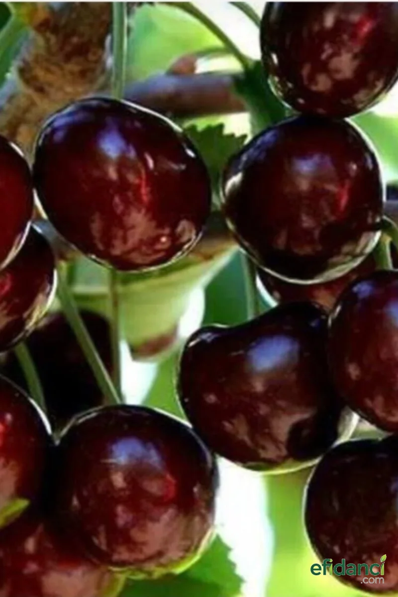 Aşılı iri Meyveli Bol Verimli 0900 Napolyon Kiraz Fidanı