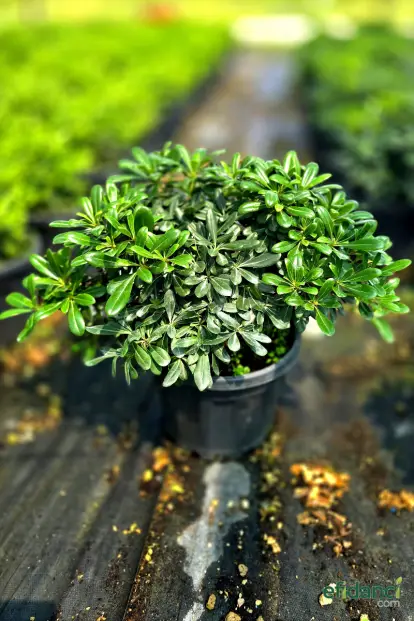 Bodur Yıldız Çalısı - Bodur Pitos / Çap 20-30 ( Pittosporum tobira nana )