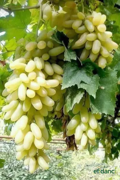 Hatun Parmağı Üzüm Fidanı