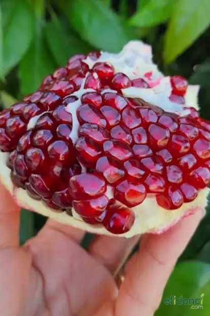 Hicaz Narı Fidanı - Tüplü 2 yaş