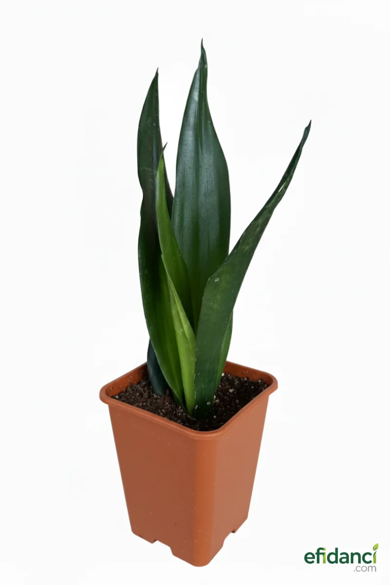 Paşa Kılıcı ( Sansevieria Trifasciata ‘Black Jade’