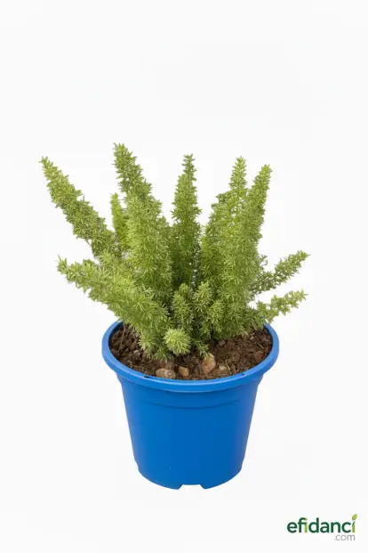 Tilki Kuyruğu / İthal Kuşkonmaz ( Asparagus Densiflorus )