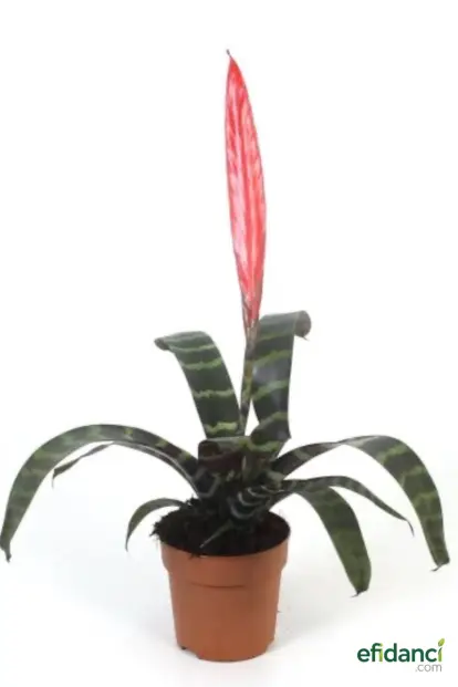 Alev Kılıcı ( Lutheria splendens )