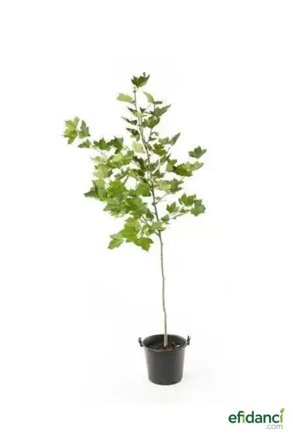 Çınar Ağacı Fidanı 100-150 cm ( Platanus orientalis )