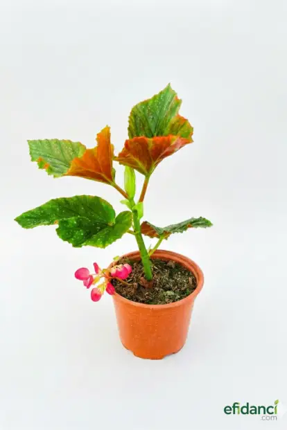 Çilli Begonya - Söğüt Begonya