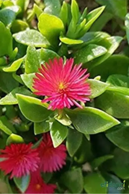 Buz Çiçeği- Yer örtücü