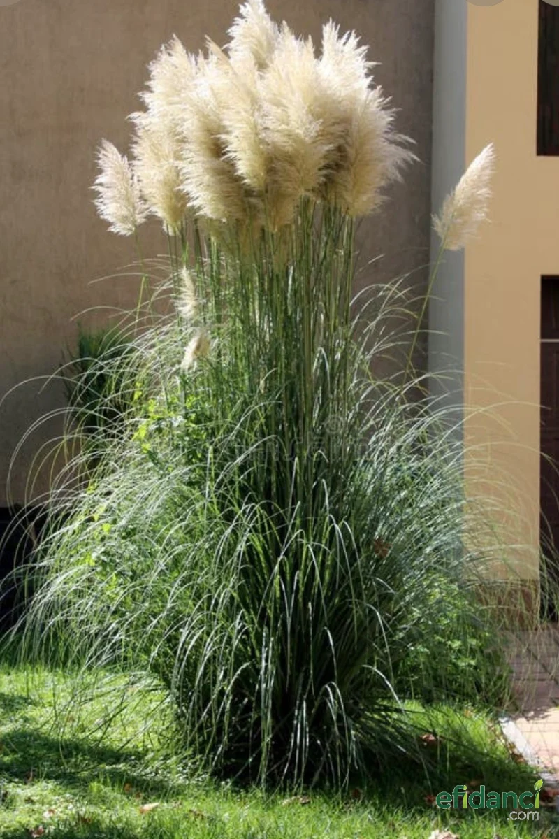 Saz Püskülü - Pampas Otu ( Cortaderia selloana )