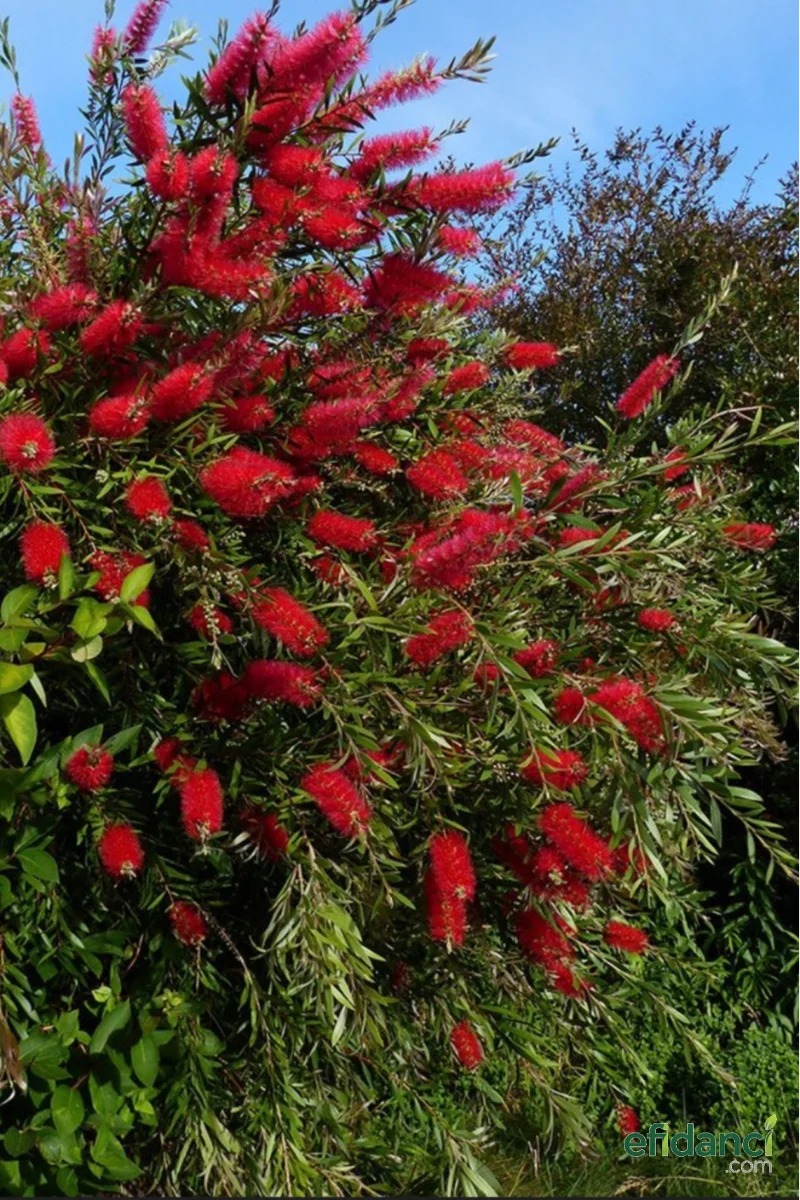 Fırça Çalısı ( Callistemon Citrinus )