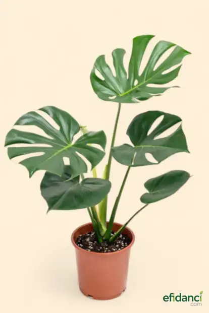 Deve Tabanı ( Monstera deliciosa ) 40-60 cm