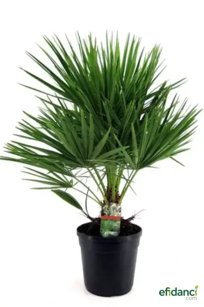 Bodur Palmiye ( chamaerops humilis )