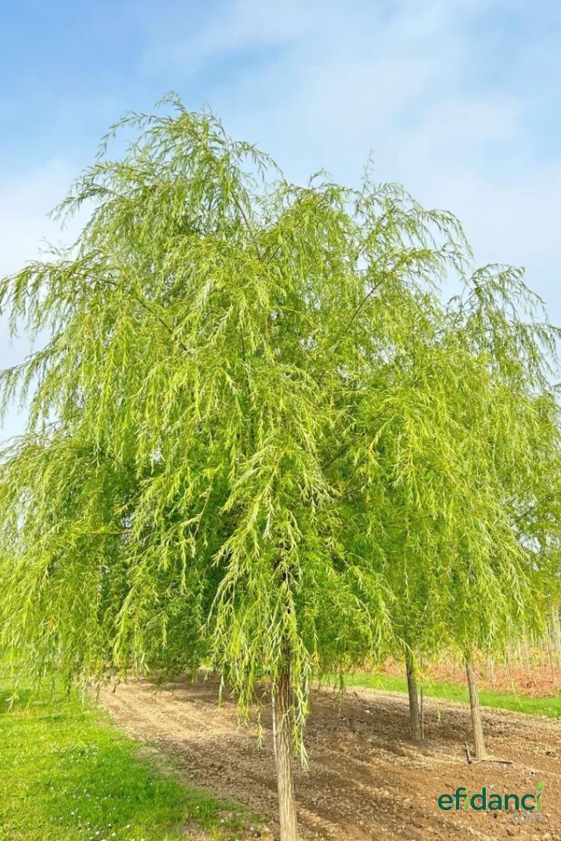 Salkım Söğüt ( Salix Babylonica )