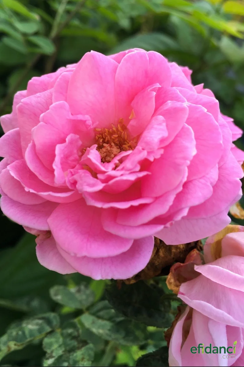 Isparta Gülü ( Rosa sp. )