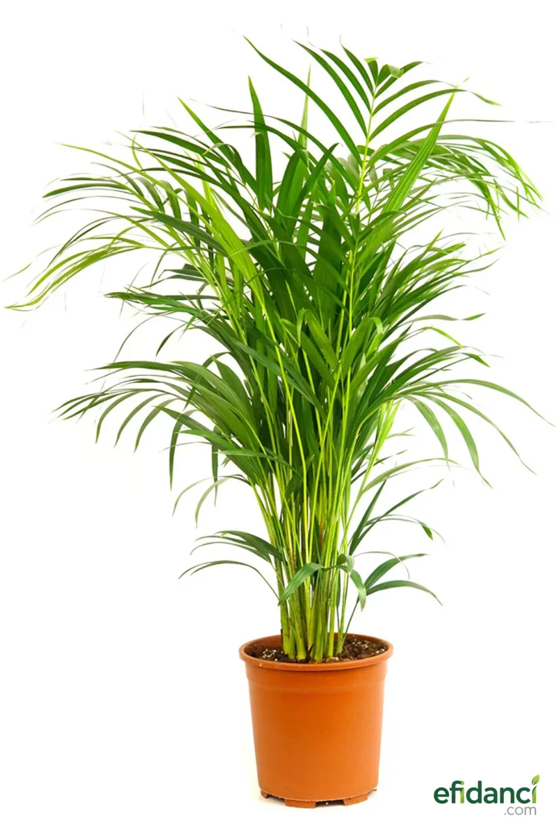 Areka Palmiyesi - ithal 60-80 cm ( Dypsis Lutescens )