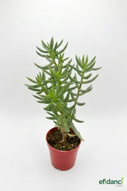 Crassula Tetragona Sukulent