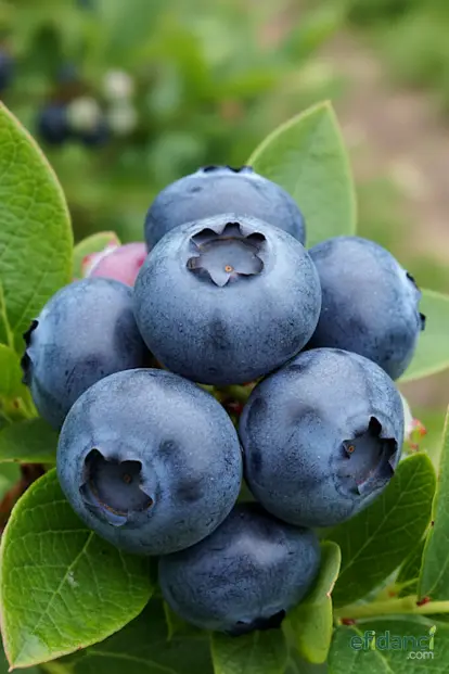 Yaban Mersini / 2 Yaş / 20-30 cm